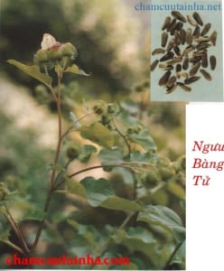 Bài thuốc chữa đau răng
