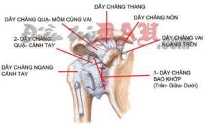 Giải phẫu vùng khớp vai