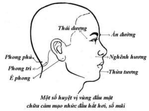Một số huyệt điều trị đau đầu, sổ mũi do cảm mạo