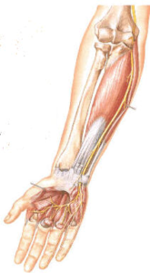 Giải phẫu thần kinh trụ