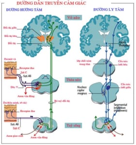Đường dẫn truyền cảm giác