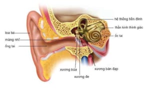 Hệ thống tiền đình