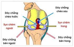 dây chằng khớp gối