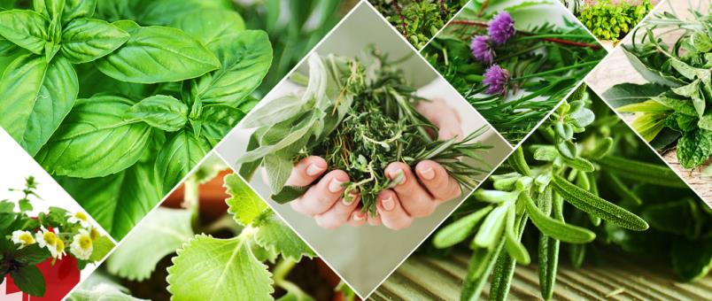 thảo dược tinh dầu